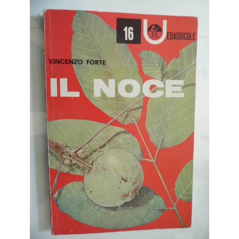 IL NOCE