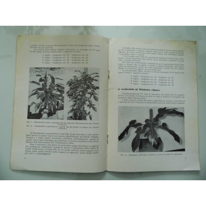 Direzione Giardini del Comune di Napoli IL PHILODENDRON "VESUVII"