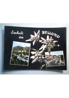 Cartolina Viaggiata "Saluti da BELLUNO" Vedutine 1962