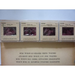 Souvenir 36 Color Slides Printed on Kodak Film FIRENZE PALAZZO PITTI