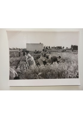 Dossier Fotografico  La Proprietà Agricola e Zootecnica "SEMBEL" (Ditta Secondo Tagliero ) Asmara 1946.