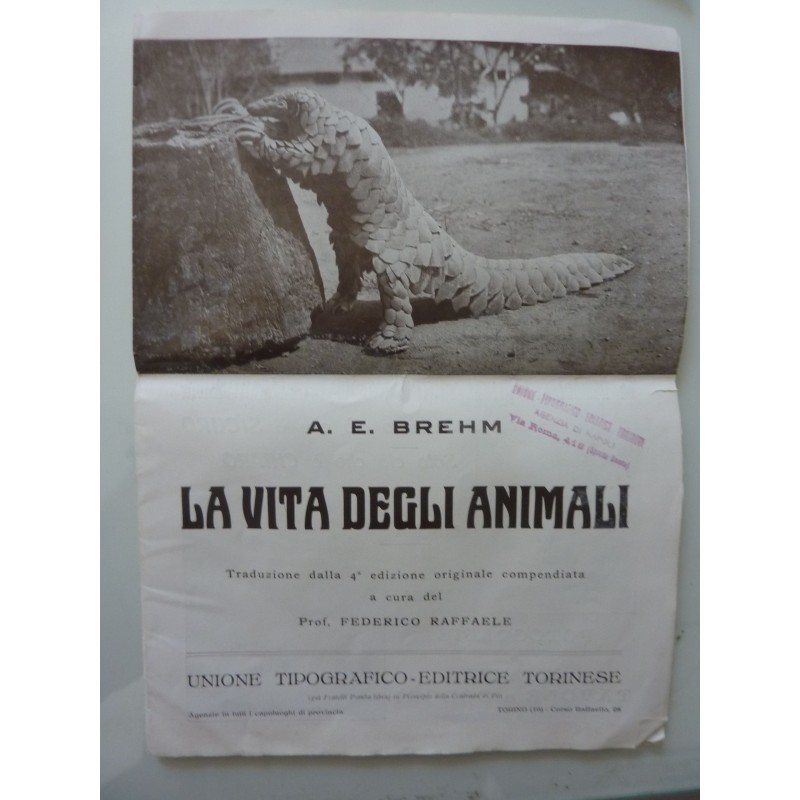 LA VITA DEGLI ANIMALI - UNIONE TIPOGRAFICO EDITRICE TORINESE