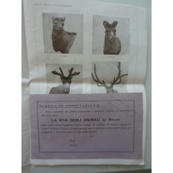 LA VITA DEGLI ANIMALI - UNIONE TIPOGRAFICO EDITRICE TORINESE