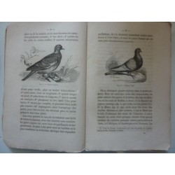 DE L'EDUCATION DES PIGEONS, DES OISEAUX DE LUXE DE VOLIERE ET DE CAGE