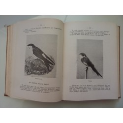 IL LIBRO DEGLI UCCELLI ITALIANI MANUALE DI ORNITOLOGIA ITALIANA Elenco descrittivo delle specie stazionarie e di passo anche in 